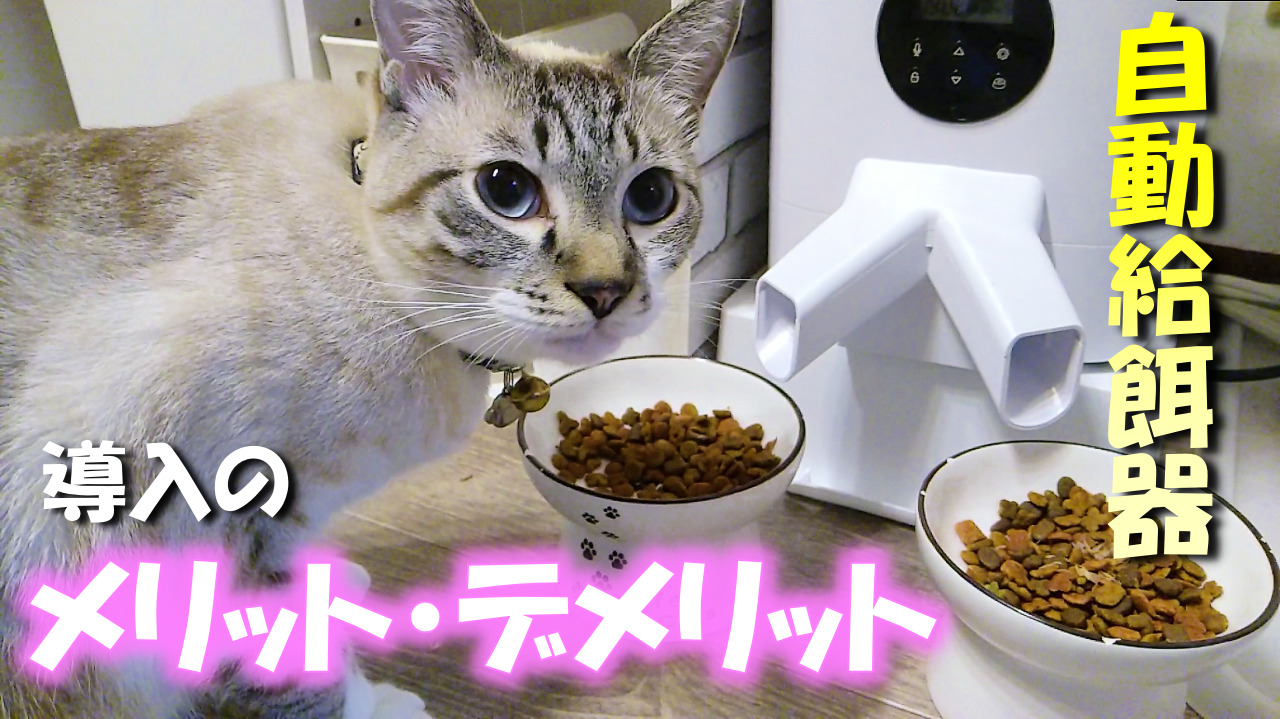 猫 自動給餌器 デメリット