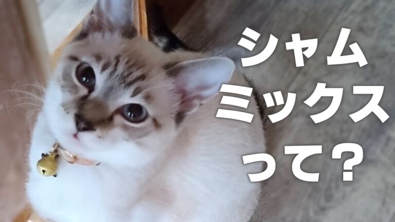 【動画あり】シャム系猫4種の共通点とそれぞれの特徴や性格 | かれんともみじの「快適猫暮らし」