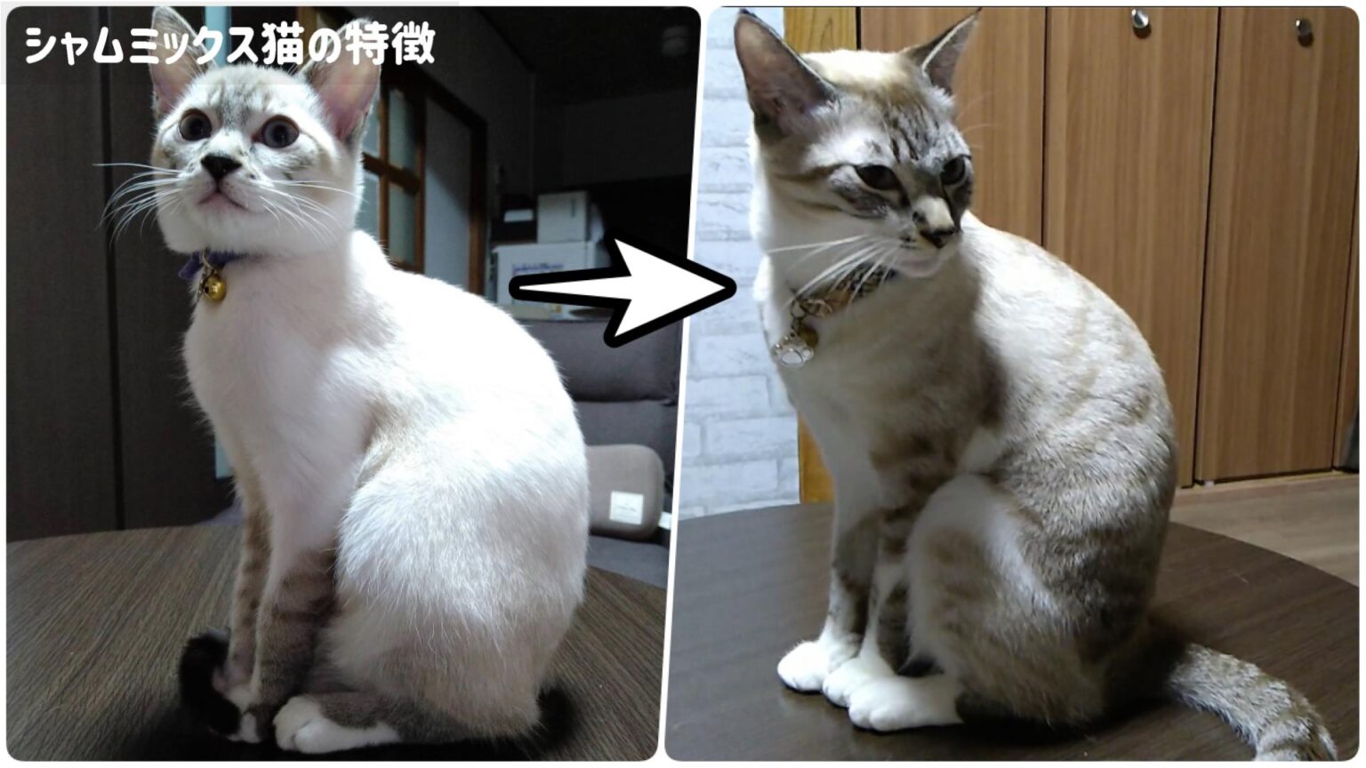 シャムミックス猫の魅力【特徴や性格】 | かれんともみじの「快適猫暮らし」