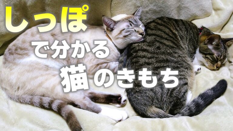 【猫の座り方8選】座り方で分かる猫の気持ちとリラックス度 | かれんともみじの「快適猫暮らし」