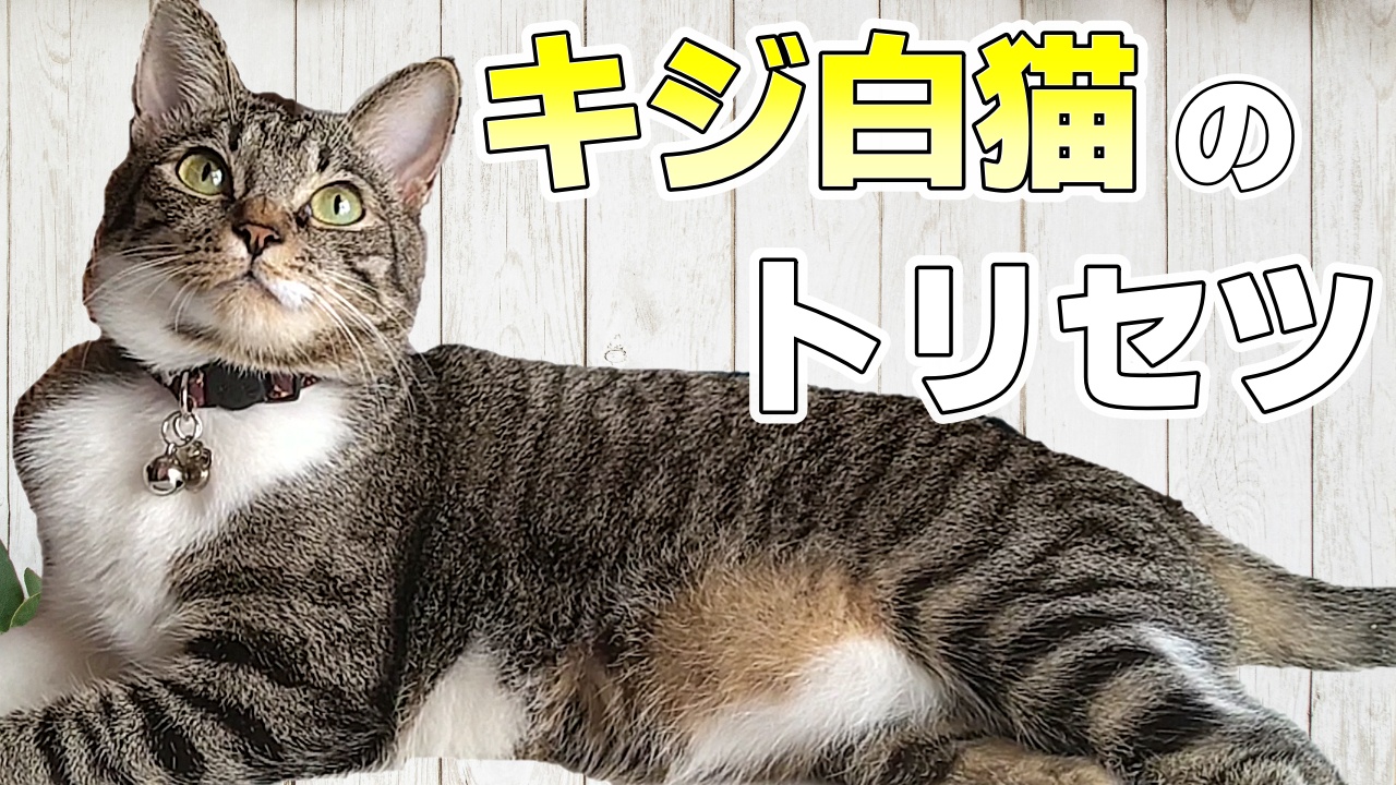 キジ白猫ってどんな性格？特徴や飼い方のコツもご紹介！ | かれんと