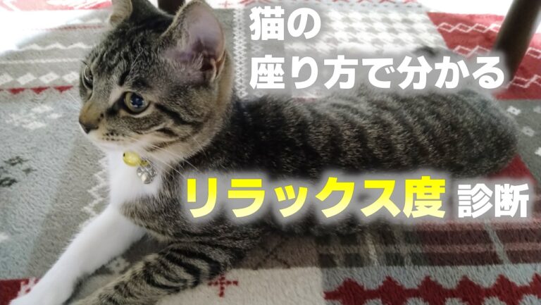 【猫の座り方8選】座り方で分かる猫の気持ちとリラックス度 | かれんともみじの「快適猫暮らし」