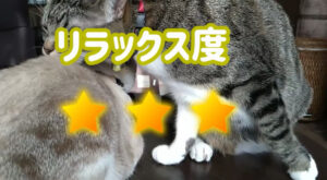 【猫の座り方8選】座り方で分かる猫の気持ちとリラックス度 | かれんともみじの「快適猫暮らし」