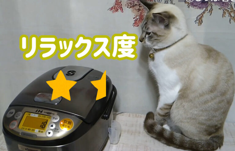 【猫の座り方8選】座り方で分かる猫の気持ちとリラックス度 | かれんともみじの「快適猫暮らし」