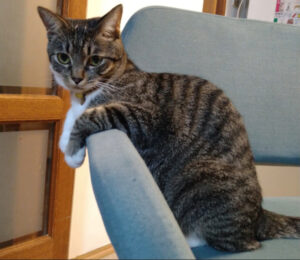 【猫の座り方8選】座り方で分かる猫の気持ちとリラックス度 | かれんともみじの「快適猫暮らし」