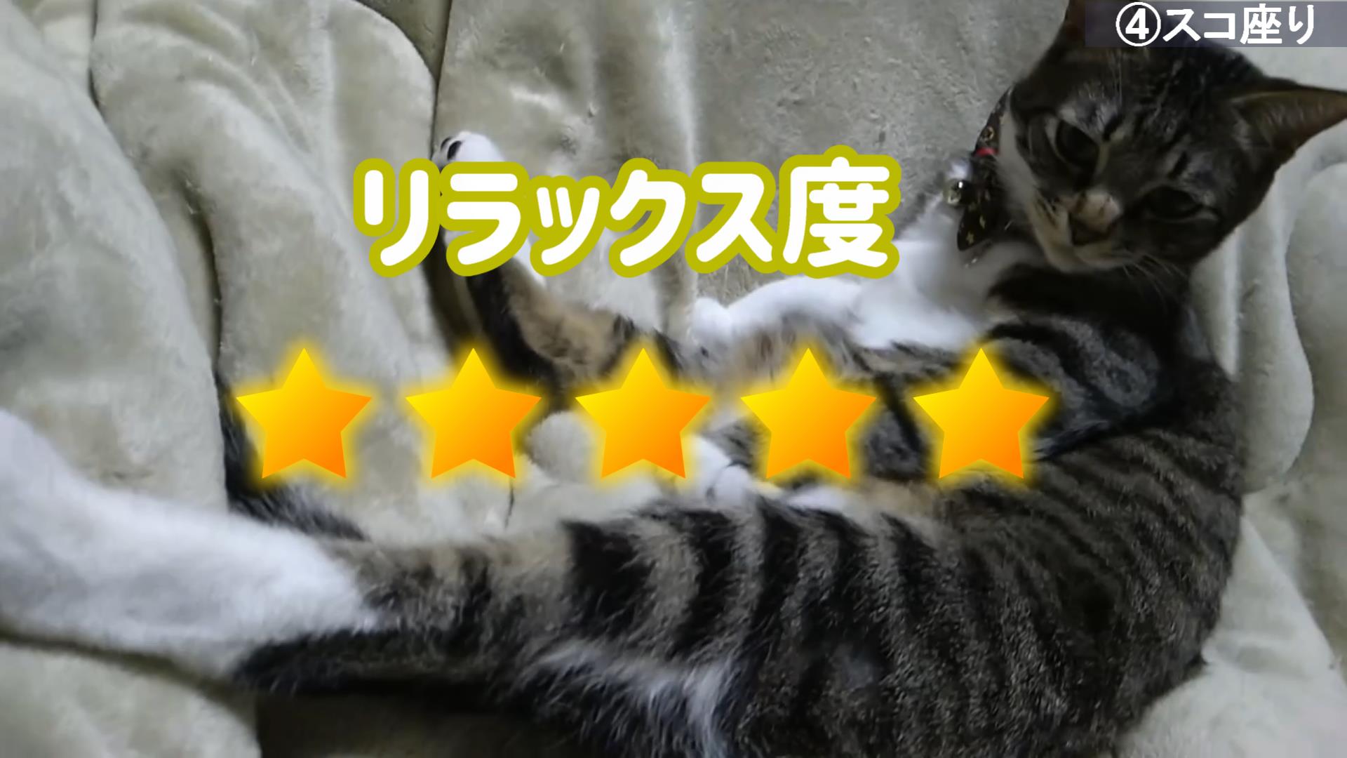 【猫の座り方8選】座り方で分かる猫の気持ちとリラックス度 | かれんともみじの「快適猫暮らし」