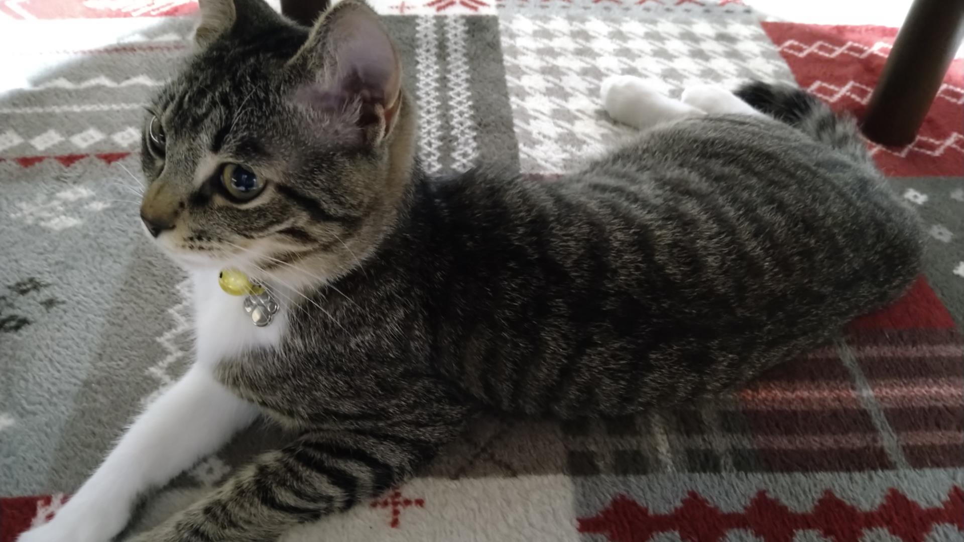 【猫の座り方8選】座り方で分かる猫の気持ちとリラックス度 | かれんともみじの「快適猫暮らし」