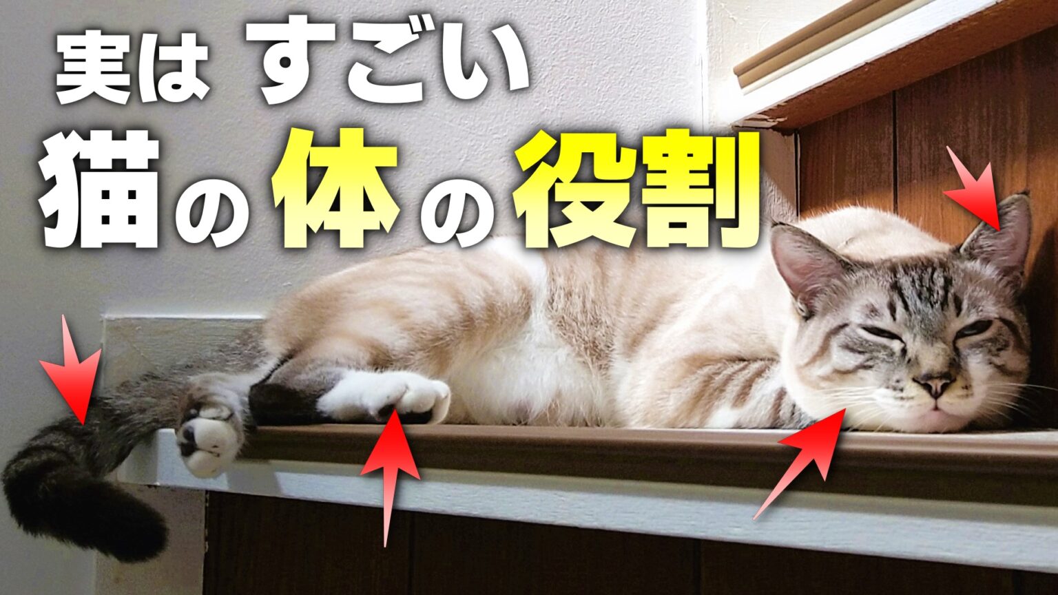 【猫の座り方8選】座り方で分かる猫の気持ちとリラックス度 | かれんともみじの「快適猫暮らし」