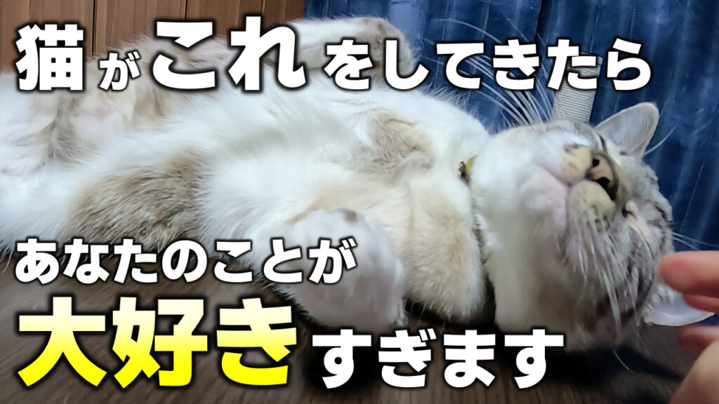 【猫の座り方8選】座り方で分かる猫の気持ちとリラックス度 | かれんともみじの「快適猫暮らし」