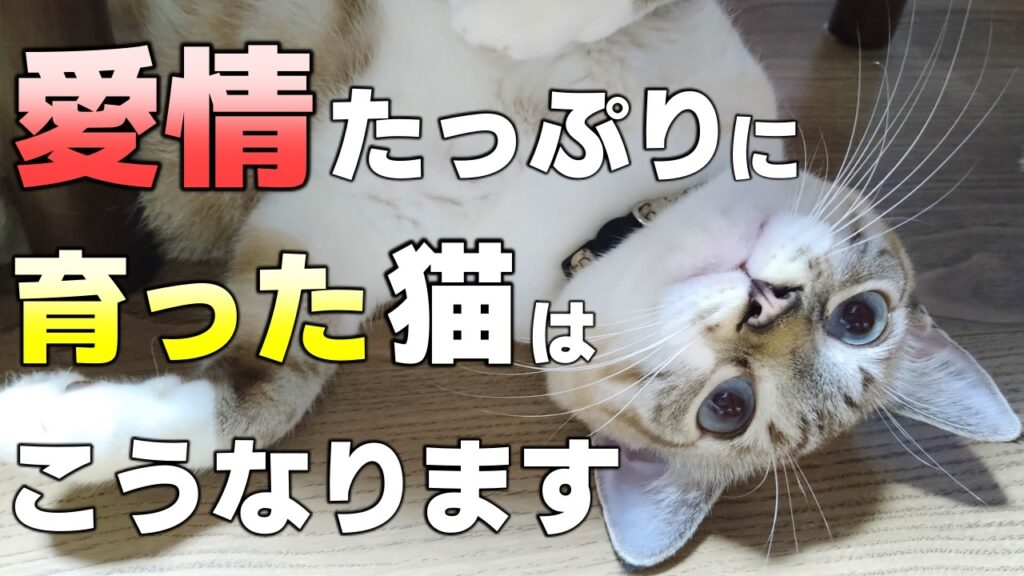 【猫の座り方8選】座り方で分かる猫の気持ちとリラックス度 | かれんともみじの「快適猫暮らし」