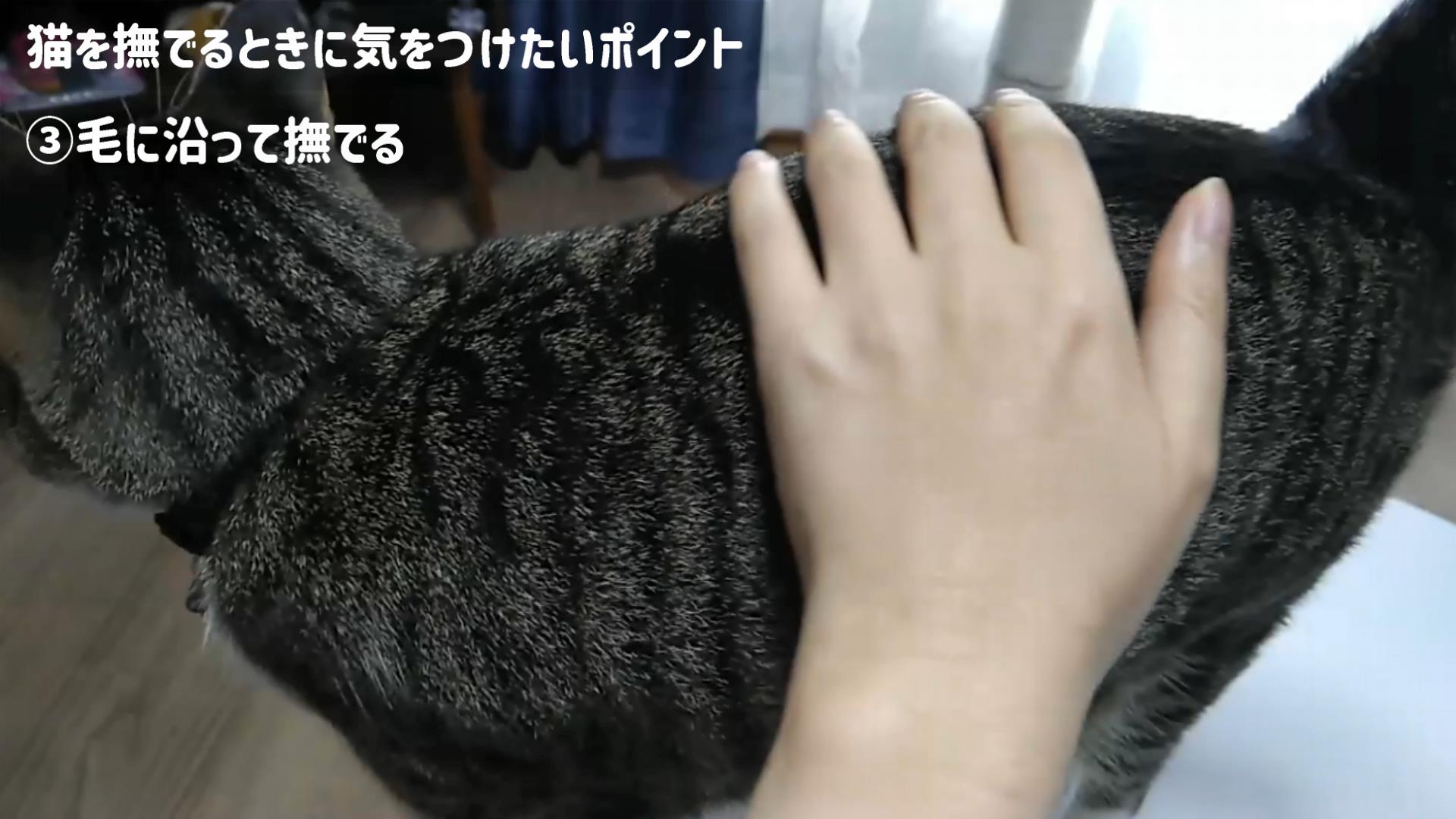 猫と仲良くなるコツ☆猫が喜ぶ撫で方と嫌がる触り方を部位別に解説【動画あり】 | かれんともみじの「快適猫暮らし」