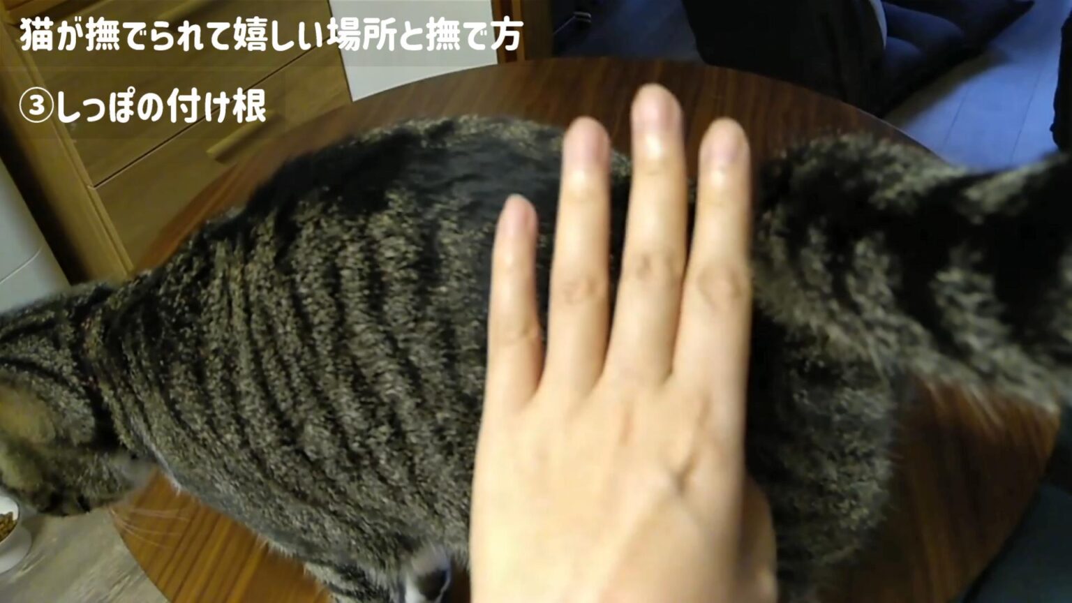 猫と仲良くなるコツ☆猫が喜ぶ撫で方と嫌がる触り方を部位別に解説【動画あり】 | かれんともみじの「快適猫暮らし」