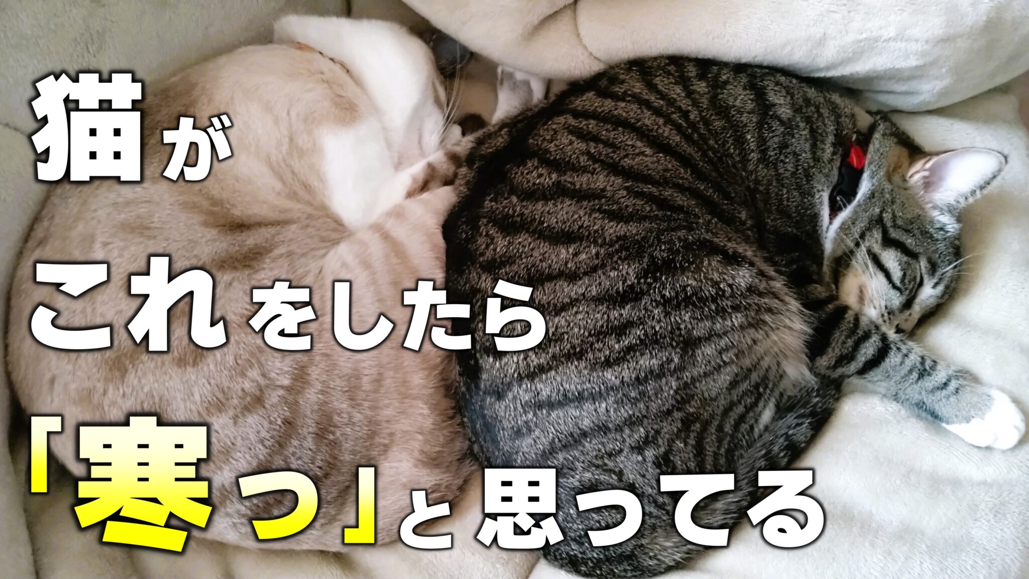 【猫の座り方8選】座り方で分かる猫の気持ちとリラックス度 | かれんともみじの「快適猫暮らし」