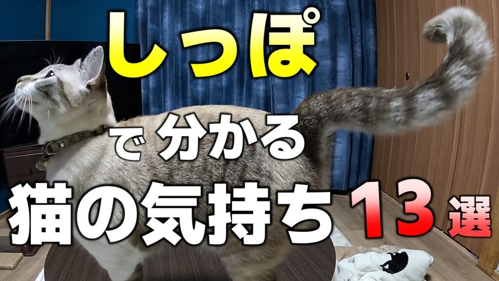 実はすごい!猫の体の部位の役割|猫のここを見れば気持ちが分かる! | かれんともみじの「快適猫暮らし」