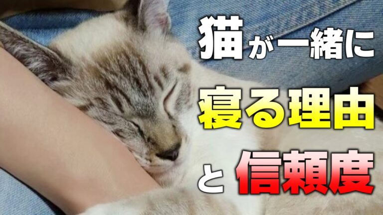 【猫の座り方8選】座り方で分かる猫の気持ちとリラックス度 | かれんともみじの「快適猫暮らし」